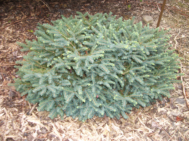 Picea mariana 'Austrian Broom'